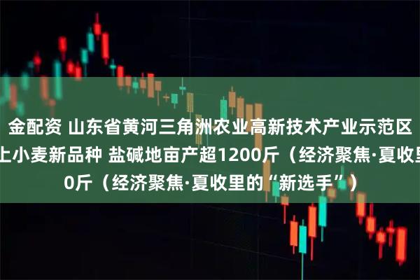 金配资 山东省黄河三角洲农业高新技术产业示范区种粮大户——用上小麦新品种 盐碱地亩产超1200斤（经济聚焦·夏收里的“新选手”）